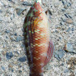 釣果時間30分で…