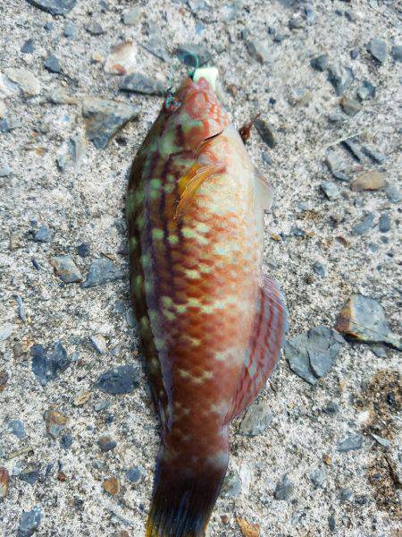 釣果時間30分で…