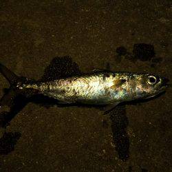 ガセ情報では…(-“”-;)