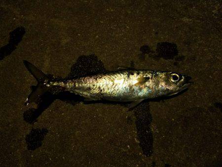 ガセ情報では…(-“”-;)