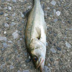 シーバスゲーム