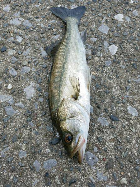 シーバスゲーム