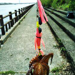 タコまだ少なめ・・・