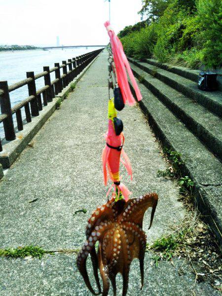 タコまだ少なめ・・・