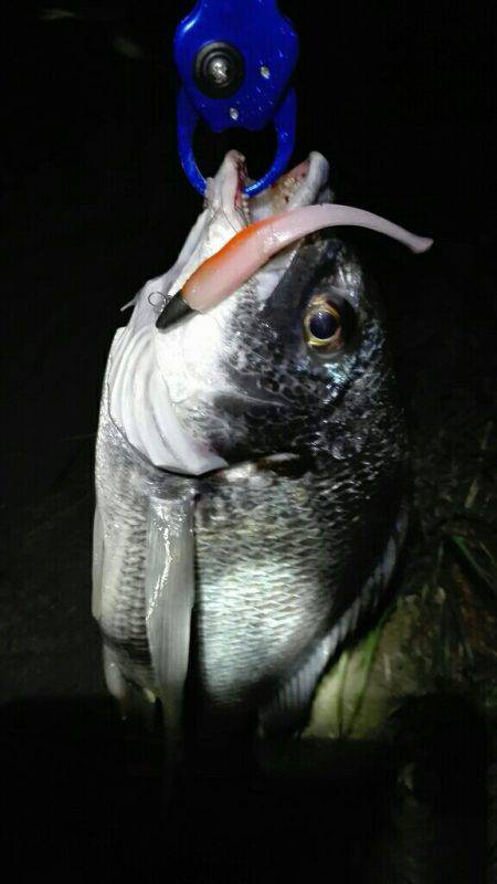 アルカリキビレ