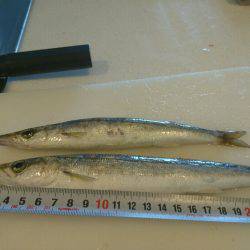 もう少しで五目