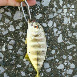 エバ、メッキがいっぱい