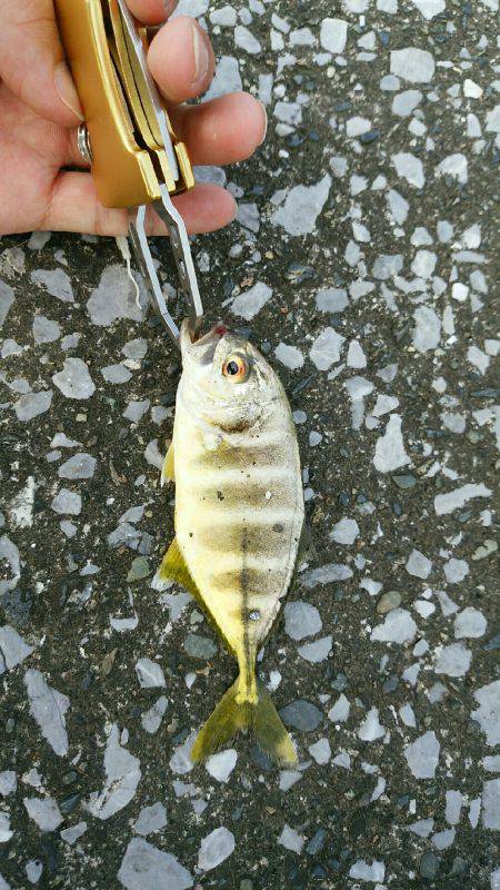 エバ、メッキがいっぱい