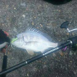 朝シーバスを求めて❗