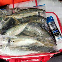 魚探と、ニラメッコ