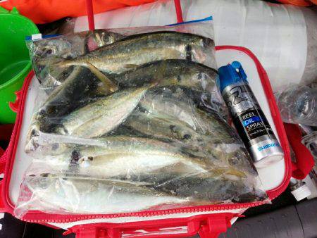 魚探と、ニラメッコ