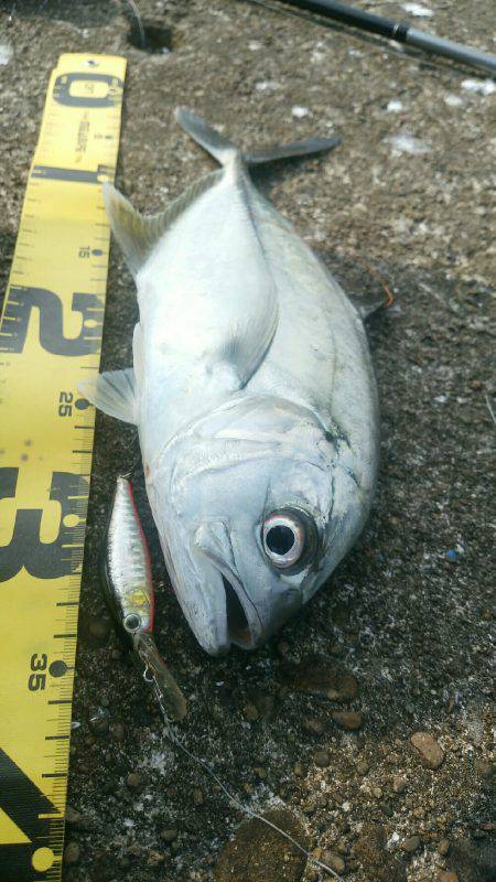 エバことメッキ35㎝ギンガメアジ
