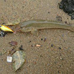 お手軽釣行 ハゼクランキング