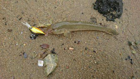 お手軽釣行 ハゼクランキング