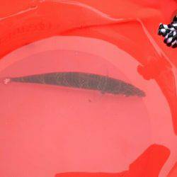 メタルジグ5gとサビキでサバ