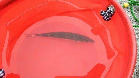 メタルジグ5gとサビキでサバ