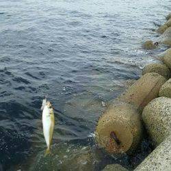 りんくうアジ調査