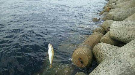 りんくうアジ調査