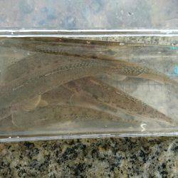 夕涼みハゼククランキング