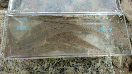 夕涼みハゼククランキング