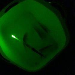 アオリ泳がせ用の餌釣り(アジ＆子サバ)