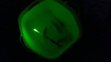 アオリ泳がせ用の餌釣り(アジ＆子サバ)