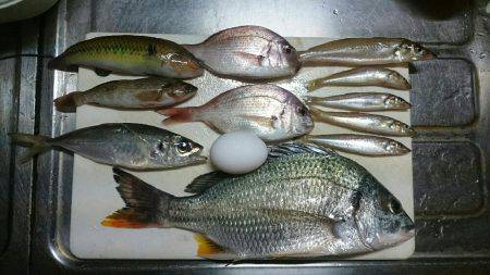 キス釣りしてたら…