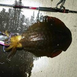 おこぼれアオリイカ狩り