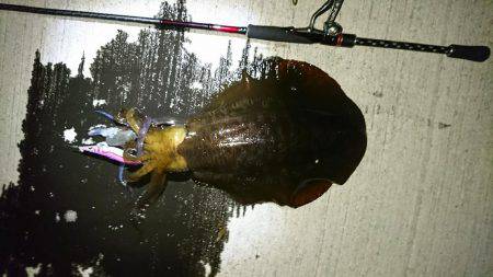 おこぼれアオリイカ狩り