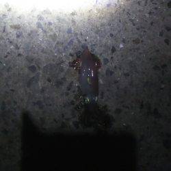 ケンサキイカ、シーズンインしました！