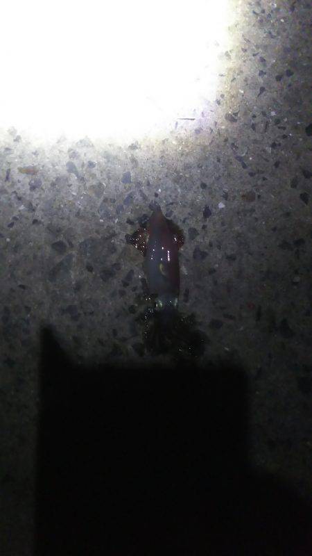 ケンサキイカ、シーズンインしました！