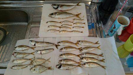 サビキ釣り大会