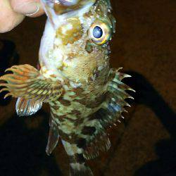 シブシブシブーい