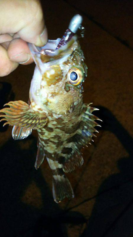 シブシブシブーい