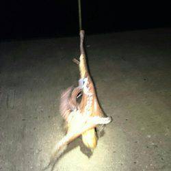 良いサイズが釣れ始めました。