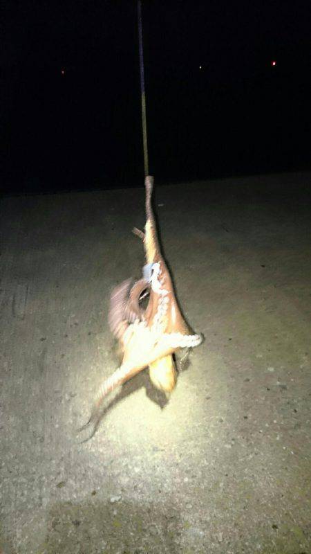 良いサイズが釣れ始めました。