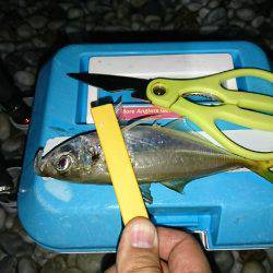 豆アジが少し大きくなってます。