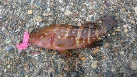 ワームでアコウ釣り