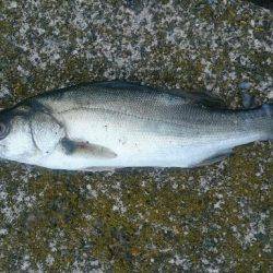 夕まずめのアジング