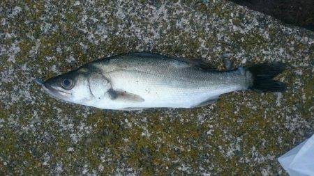 夕まずめのアジング