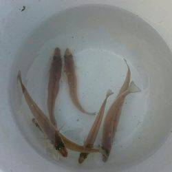 はやし渡船 キス釣り