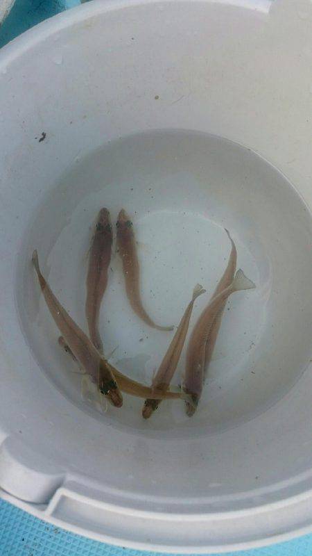 はやし渡船 キス釣り