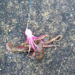 シーバス・タコ！