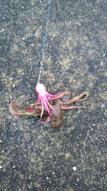 シーバス・タコ！