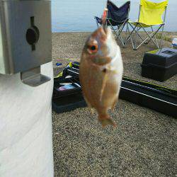 海水浴の前に釣り