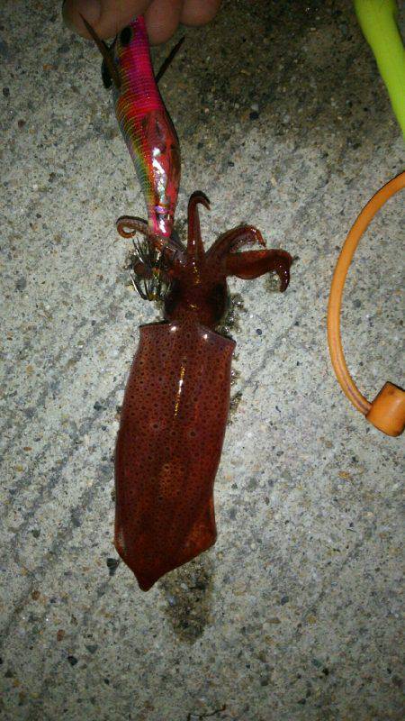 神明夏の風物詩開幕ですよ~♪