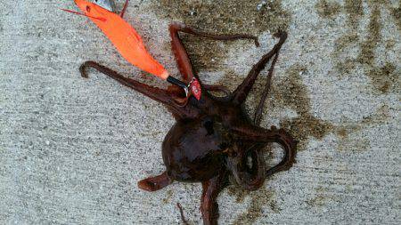 灼熱のデイオクトパッシング