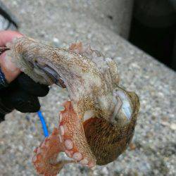 早朝 投げタコ♪