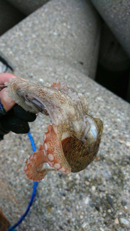 早朝 投げタコ♪