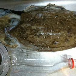 ケンサキ狙いでコウイカ(^^)